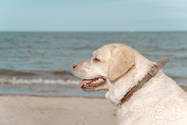 Retrato de un perro tranquilo con el collar alrededor del cuello mirando a lo lejos