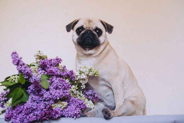 Retrato de un perro trapeadores y remolcar lila en el estudio