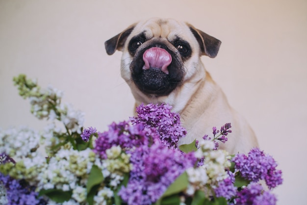 Retrato de un perro trapeadores y remolcar lila en el estudio