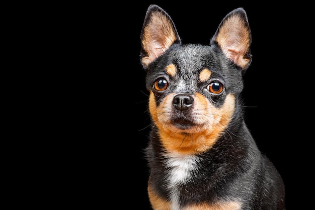 Retrato de un perro tricolor pura sangre Chihuahua sobre un fondo negro aislar una mascota un animal