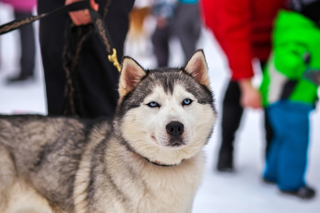 Retrato de perro de trineo deportivo Husky. Perros mushing de trabajo del norte.