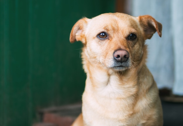 Retrato de perro triste