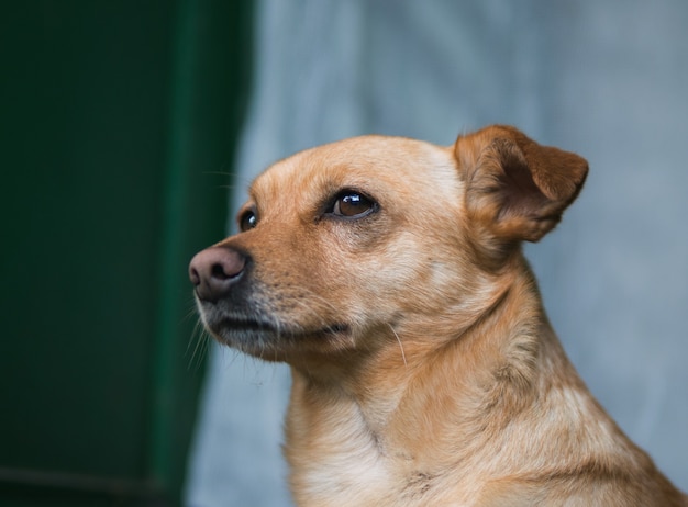 Retrato de perro triste