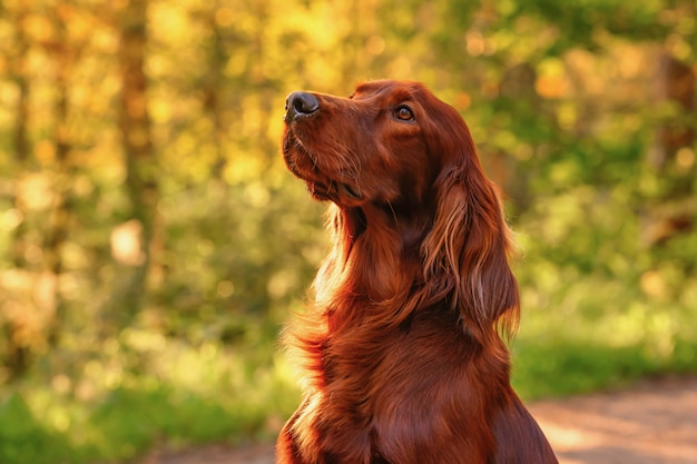 Retrato de perro en verde. Al aire libre.