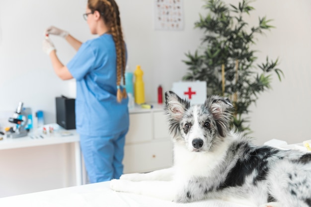 Foto retrato de un perro con veterinario de sexo femenino de pie en el fondo