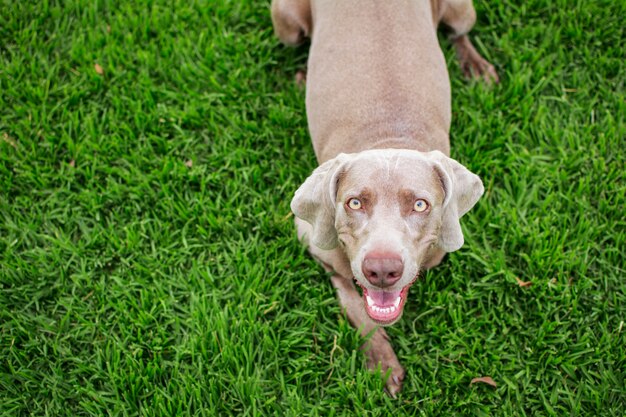 Retrato de un perro weimaraner, vista superior, mirando a cámara, tumbado en la hierba verde del parque.