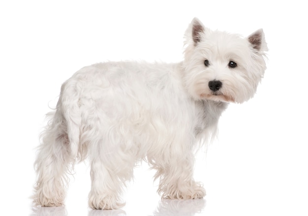 Foto retrato de perro west highland white terrier aislado