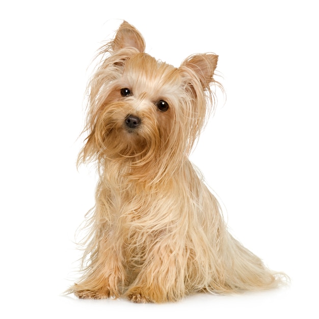 Retrato de perro Yorkshire Terrier aislado