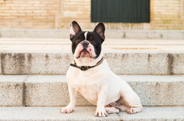 Foto retrato de un perro