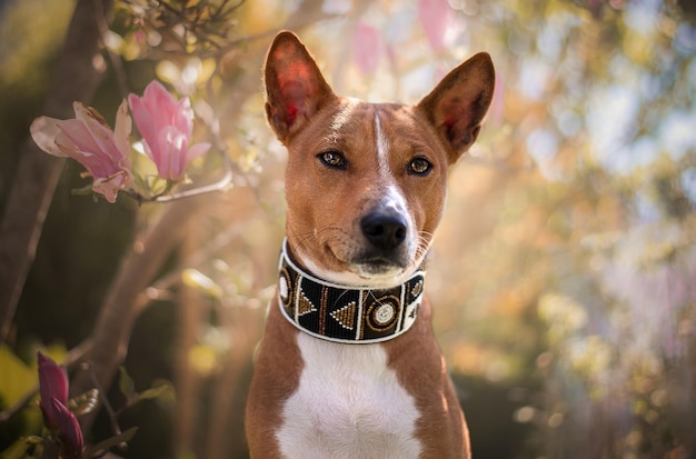 Retrato de un perro