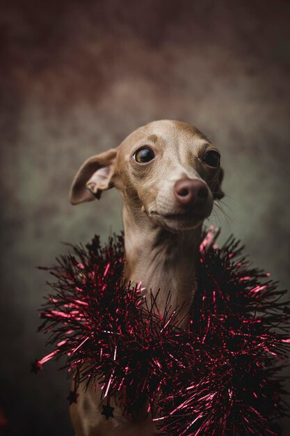 Foto retrato de un perro