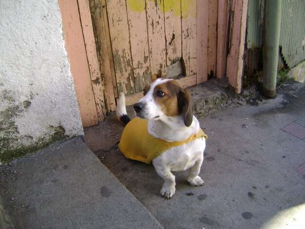 Foto retrato de un perro