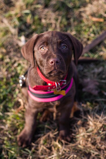 Foto retrato de un perro