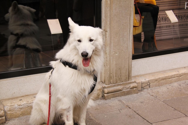 Retrato del perro