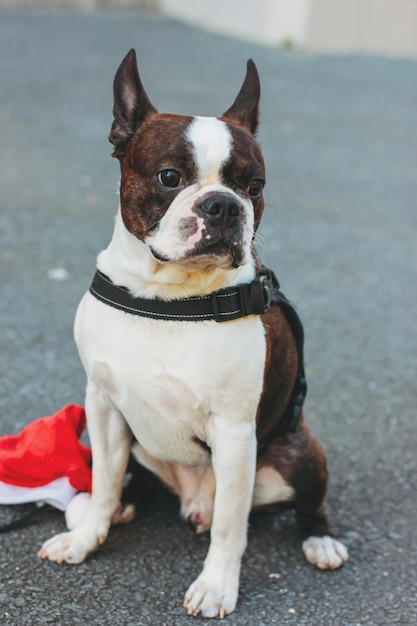 Foto retrato de un perro