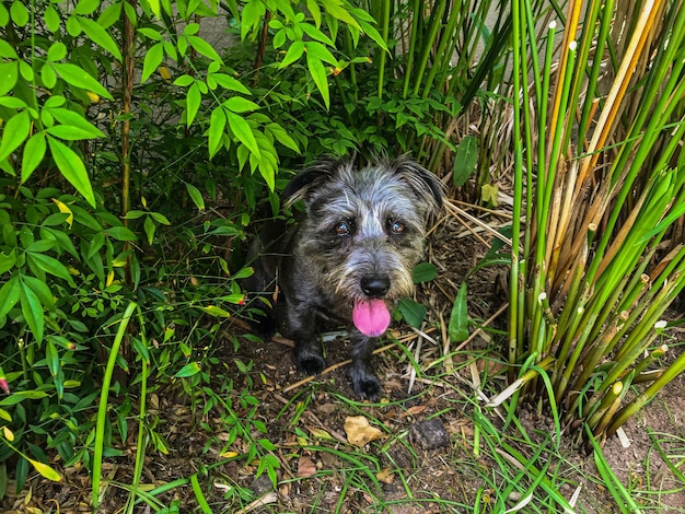 Foto retrato de un perro