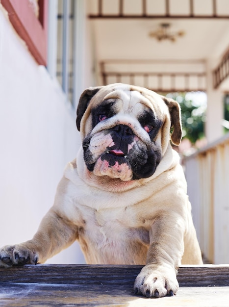 Retrato de un perro