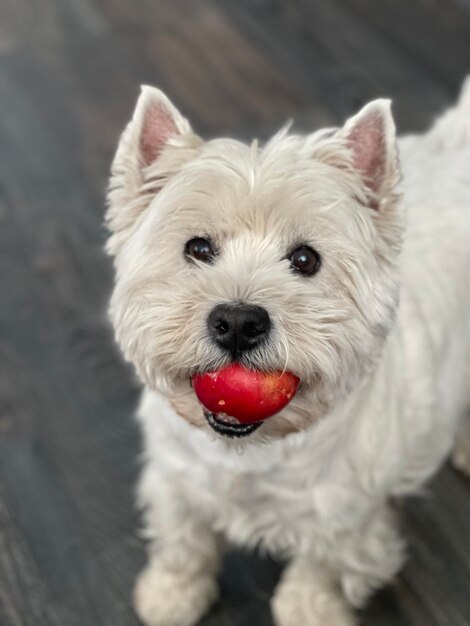 Foto retrato de un perro