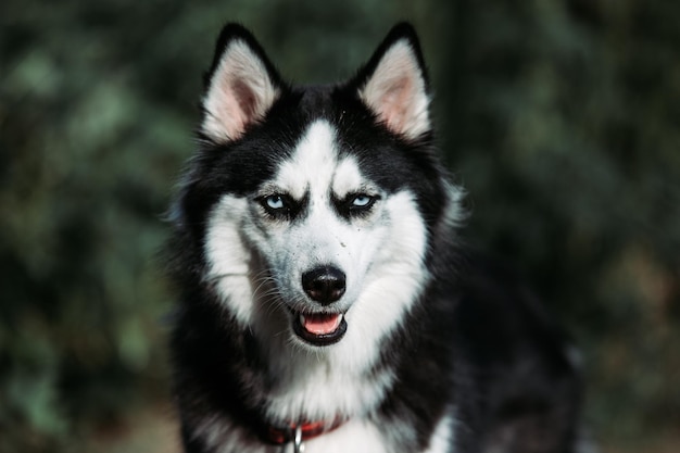 Foto retrato de un perro