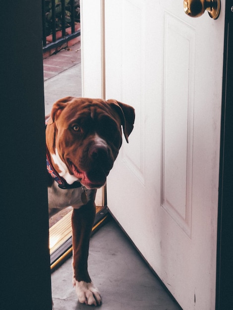 Retrato de un perro
