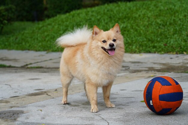 Foto retrato de un perro