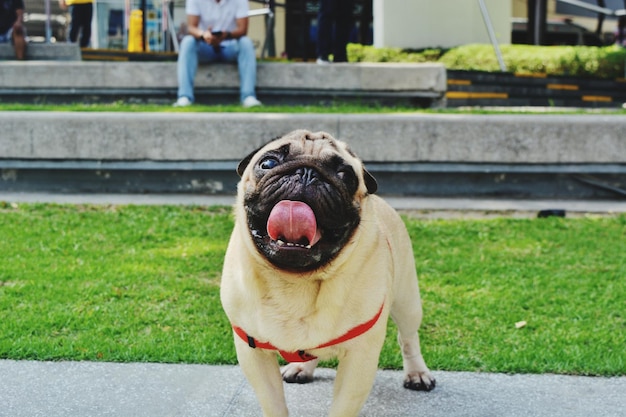 Foto retrato de un perro