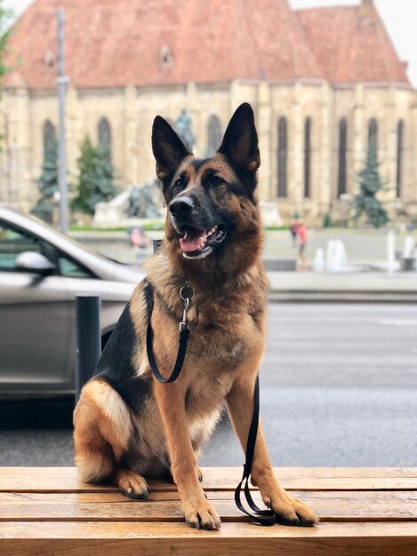 Foto retrato de un perro