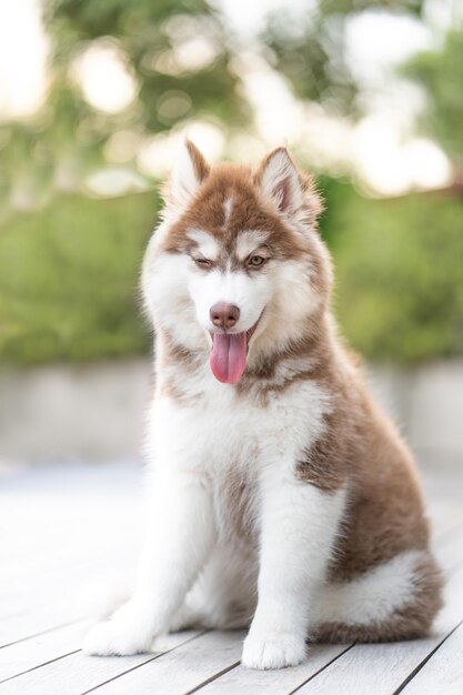 Foto retrato de un perro