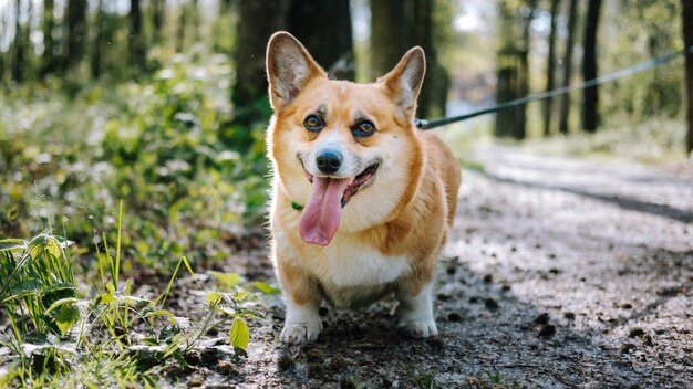 Foto retrato de un perro