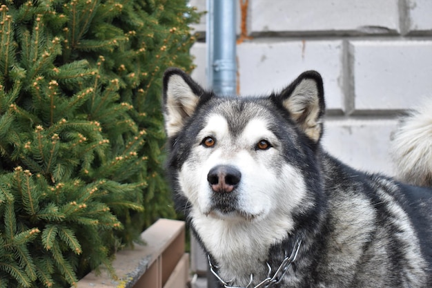 Foto retrato de un perro