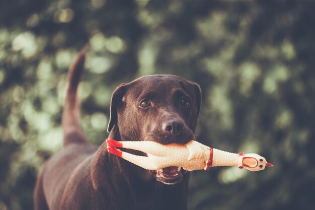 Foto retrato de un perro