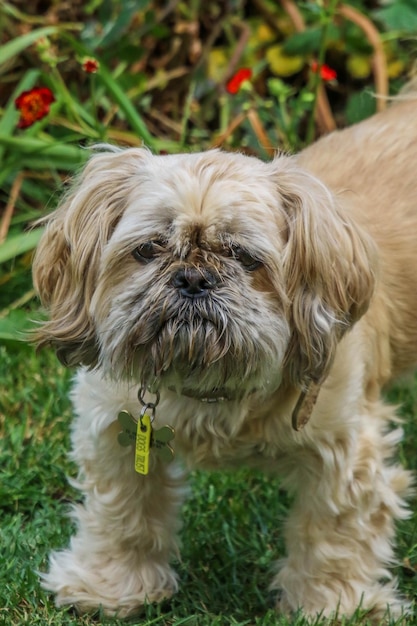 Retrato de un perro