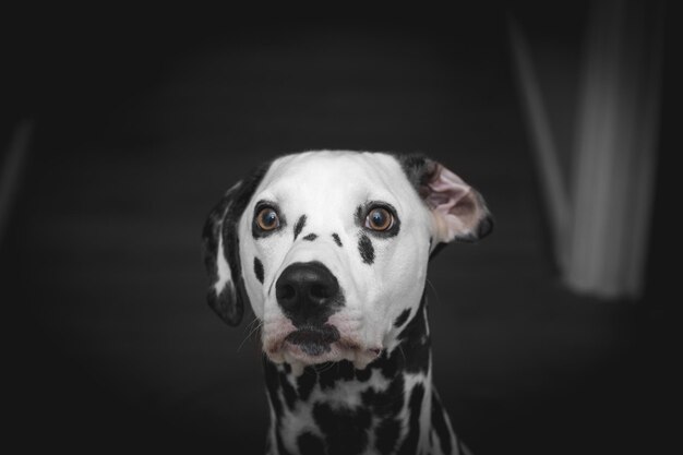 Retrato de un perro