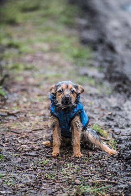 Foto retrato de un perro