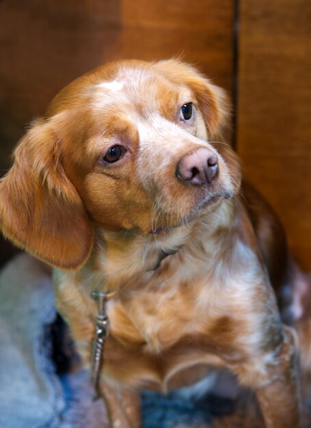 Retrato de un perro