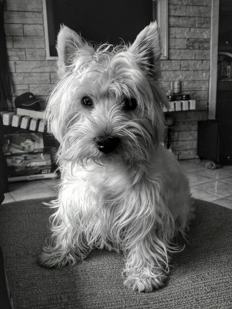 Foto retrato de un perro