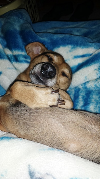 Foto retrato de un perro