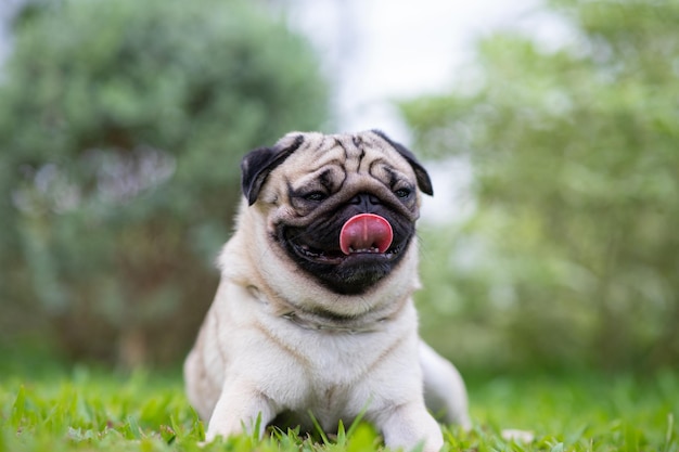 Foto retrato de un perro