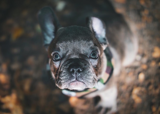Retrato de un perro