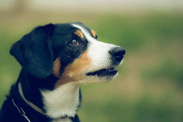 Retrato del perro