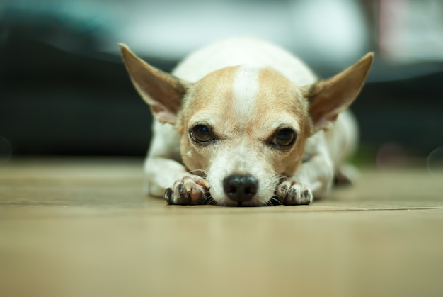 retrato del perro