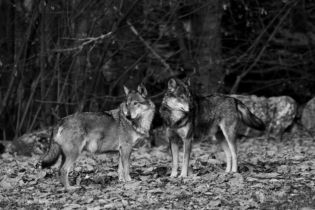 Foto retrato de perros en el campo