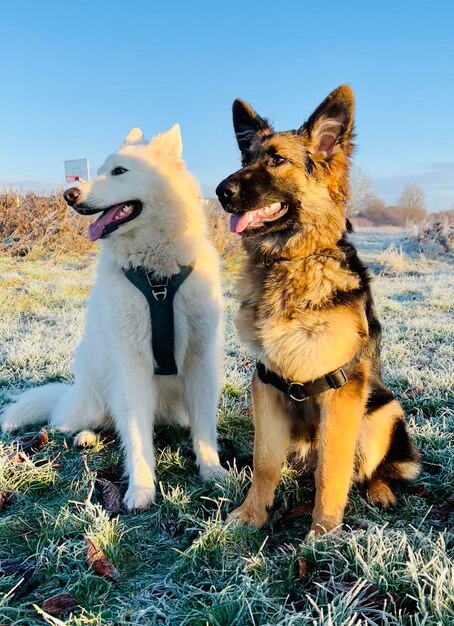 Retrato de perros en el campo