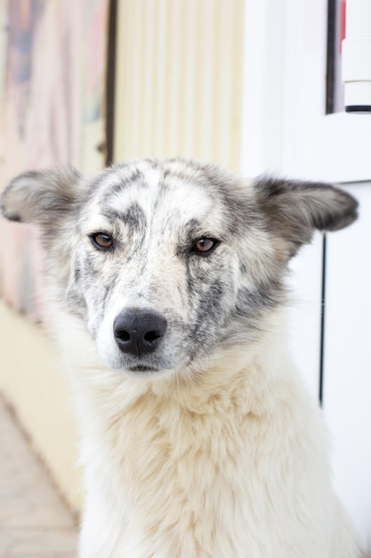 Foto retrato de perros sin hogar en exterior perro hambriento pobre