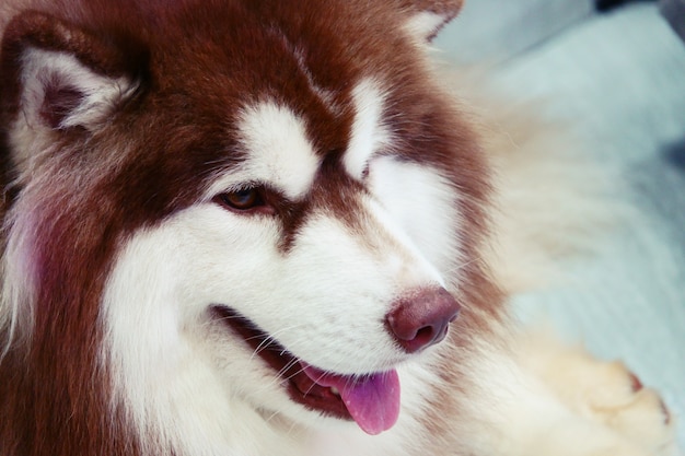 Retrato de perros husky siberiano de cerca