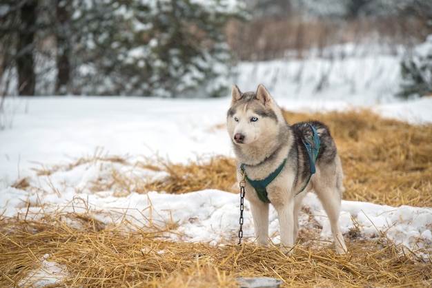 Retrato de perros husky siberiano en invierno