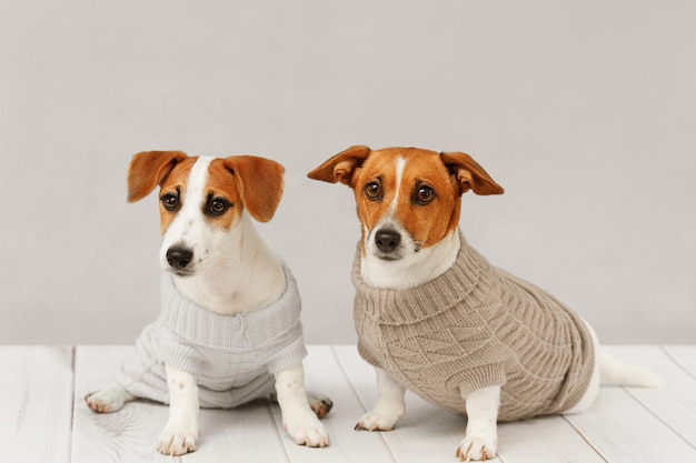 Retrato de perros lindos en blusas tejidas