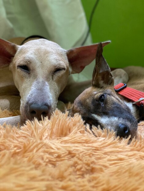 Foto retrato de perros en primer plano