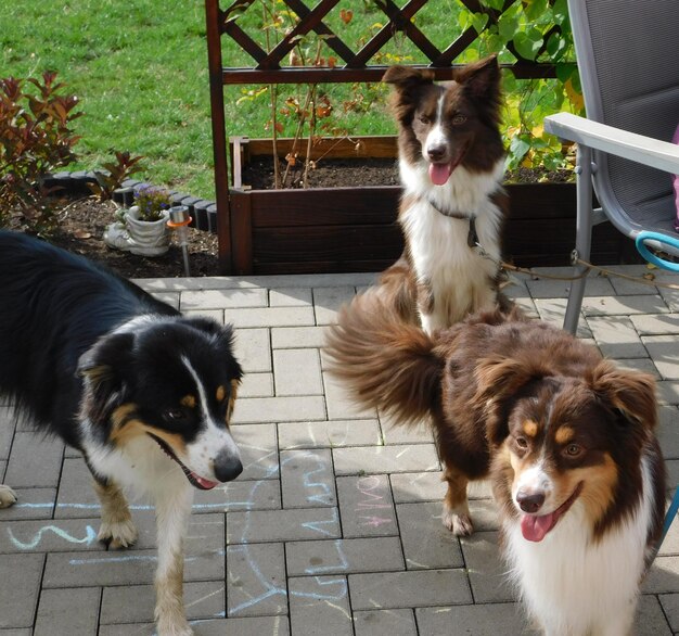 Retrato de perros en el suelo