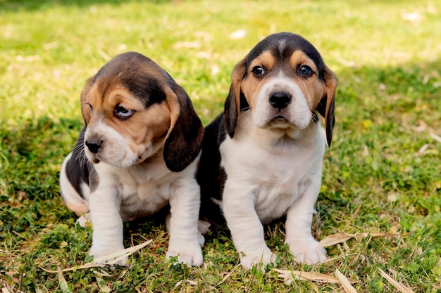 Foto retrato de perros